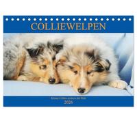 Colliewelpen - kleine Collies erobern die Welt (Tischkalender 2026 DIN A5 quer), CALVENDO Monatskalender: Lassen Sie sich ein Jahr lang von bezaubernden Colliekindern begleiten