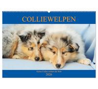 Colliewelpen - kleine Collies erobern die Welt (Wandkalender 2026 DIN A2 quer), CALVENDO Monatskalender: Lassen Sie sich ein Jahr lang von bezaubernden Colliekindern begleiten