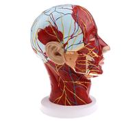 Colonna Cervicale Del Modello Dei Vasi Sanguigni Del Modello Del Piano Sagittale