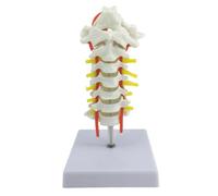 Colonna cervicale portatile modello colonna vertebrale che mostra lavoro in rete arteriosa Percorsi neurali Uso ospedale aula Modello della colonna vertebrale umana con arteria carotide e neuroni