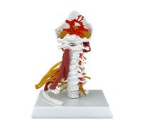 Colonna vertebrale cervicale Umana con Tronco encefalico, Muscolo, Torace, nervi Modello anatomico anatomico per la visualizzazione dello Studio in Aula di scienze