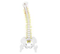 Colonna Vertebrale Modello Anatomico Modello di Colonna Vertebrale con Supporto Modello di Colonna Vertebrale Umana Flessibile Rimovibile 45 cm per L'insegnamento Dello Studio