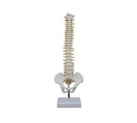 Colonna vertebrale umana da 45 cm con modello pelvico, modello anatomico della colonna vertebrale + supporto flessibile
