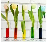 Colorante ad acqua, per la colorazione dell'acqua, dei fiori e per il rilevamento di perdite negli impianti idrici, non tossico, colori: rosso/blu/verde (rosso)
