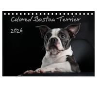 Colored Boston Terrier 2026 (Tischkalender 2026 DIN A5 quer), CALVENDO Monatskalender: Der Boston Terrier in seiner Farbvielfalt