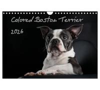 Colored Boston Terrier 2026 (Wandkalender 2026 DIN A4 quer), CALVENDO Monatskalender: Der Boston Terrier in seiner Farbvielfalt