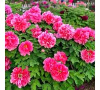 Colori multipli di peonie per il vostro giardino-1 rizomi-D