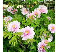 Colori multipli di peonie per il vostro giardino-5 rizome-B