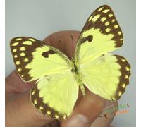 Colotis Protomedia La Splendida Farfalla Gialla SET x1 FM A - Entomologia.