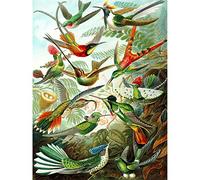 Colour 99th Plate Ernst Haeckel Kunstformen Natur Hummingbirds Large Art Print Poster Wall Decor 18x24 inch