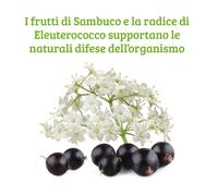Colours Of Life Sambuco Formula Compresse 3x30 g Compresse