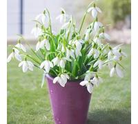 Coltivazione dei semi,balcone balcone,giardino interno Aiuole rialzate per il giardino,decorative vaso per 300semi