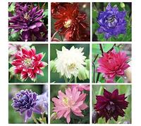 Columbine alto doppia miscela 100 semi Aquilegia vulgarisGardening CombSH A76