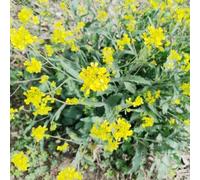 colza orticole balcone Aiuole rialzate per il giardino biologico interno resistenti in vaso di antiche varietà vecchie 200semi