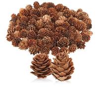 com-four® 100x pigne Decorative di larice - Decorazioni sparse per l'autunno e l'inverno - Piccole pigne di larice Come Decorazioni da tavola - Decorazioni Natalizie (100 pigne di larice Naturale)