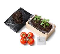 com-four® kit coltivazione pomodori con cassetta in legno - set per piantare pomodori con terriccio e semi - mini giardino per balcone, terrazza e davanzale (Pomodoro - 1 pezzo)