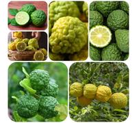 combava - Citrus hystrix ombra crescita ornamentali facile curare 120semi
