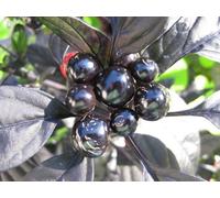 Combinazione Nero Perla e Nero Oliva pepe. 30 + semi freschi di ogni 2018