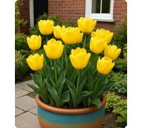 Combinazioni di Bulbi di Tulipano - Altamente Ornamentali, Creano un Romantico Paesaggio da Giardino-10bulbi-K