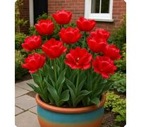 Combinazioni di Bulbi di Tulipano - Altamente Ornamentali, Creano un Romantico Paesaggio da Giardino-4bulbi-S