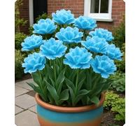 Combinazioni di Bulbi di Tulipano - Altamente Ornamentali, Creano un Romantico Paesaggio da Giardino-6bulbi-I