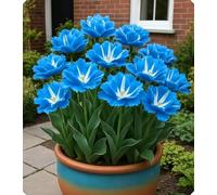 Combinazioni di Bulbi di Tulipano - Altamente Ornamentali, Creano un Romantico Paesaggio da Giardino-6bulbi-V