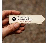 Combretum microphyllum SEEDS - - SEMI Rampicante fiamma | Vite del fuoco