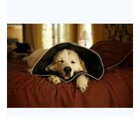 Comfy Cone Collare Elisabettiano Innovativo Xl Diametro 30 Cm