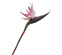 ComfyHarbor Pianta artificiale uccello del paradiso, fiori tropicali artificiali, per casa, giardino, decorazione per matrimoni, interni, ufficio, hotel, feste, eventi (rosa tromba)
