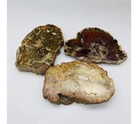 Commercio all'ingrosso lastra di legno naturale lucidato campione di pietra grezza fetta di legno pietrificato 300G-2000G 1pc decorazione della stanza duanlism decorazione della stanza (Size : 750g-9