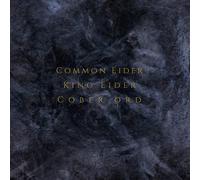 Common Eider, King Eider & Cober Ord Palimpseste (CD) Album