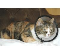 COMPANY OF ANIMALS GATTO SMART RECUPERO Collare, per gatti