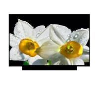 Compatibile Con HP, Pavilion Plus 14-eh0015st 14-eh1600TU, Schermo LCD | Pannello display for laptop da 14,0 pollici 16:10 2.2K 2240X1400 IPS 40 pin 60 Hz non touch