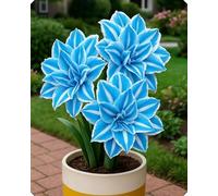 Composizione floreale Amarillide - Aggiunge delicatezza e colore a balconi, davanzali e aiuole-1bulbi-V