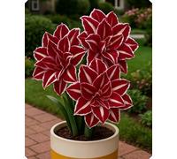 Composizione floreale Amarillide - Aggiunge delicatezza e colore a balconi, davanzali e aiuole-2bulbi-A