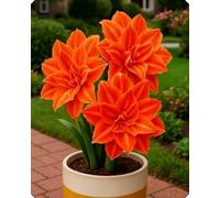 Composizione floreale Amarillide - Aggiunge delicatezza e colore a balconi, davanzali e aiuole-3bulbi-B