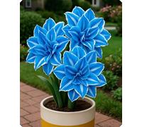 Composizione floreale Amarillide - Aggiunge delicatezza e colore a balconi, davanzali e aiuole-3bulbi-E