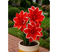 Composizione floreale Amarillide - Aggiunge delicatezza e colore a balconi, davanzali e aiuole-5bulbi-C