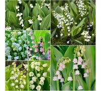 Comprare bulbi di lirio delle valli - balcone resistenti resistenti per balconi - rari bulbi giardino antico Decorazione balconi: in inverno 10pcs