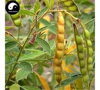 Comprare Cajanus Cajan Albero semi 200pcs legno fabbrica Bean Per Cajanus Mu Dou Albero