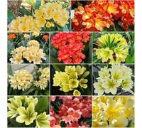 Comprare di Clivia - semi semi di clivia resistenti con - Serie Rara selvatica perenne resistenti decorazione 300pcs