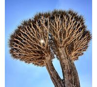 comprare semi di albero del drago, d'appartamento, serre da balcone, resistenti per il giardino, 50pcs