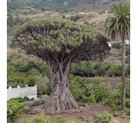 comprare semi di albero del drago, resistenti per il giardino d'appartamento, interno da balcone, 10pcs
