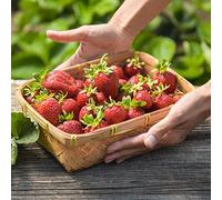 Comprare semi di madrono semi biologici resistenti per balcone colonnari resistenti per giardino perche 500pcs