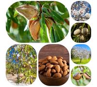 comprare semi di mandorlo, d'appartamento, resistenti, biologici, per esterno vecchie varietà, serre da balcone 10pcs