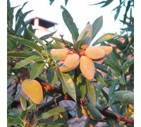 comprare semi di mandorlo, esterno da giardino roccioso, resistenti, balcone, tappezzante rustica 6pcs