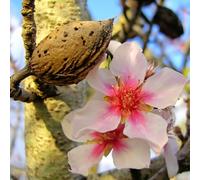 comprare semi di mandorlo, esterno, per balcone, perenni resistenti vecchie varietà, serre, 5pcs