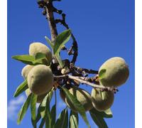 comprare semi di mandorlo, interno, balcone vecchie varietà, serre, resistenti, per giardino 15pcs