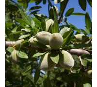 comprare semi di mandorlo, perenni da interno, balcone, per resistenti 50pcs