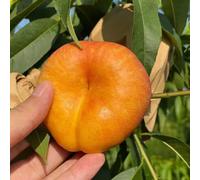 comprare semi di pesco, biologiche per il balcone, esotici perenni resistenti, 20pcs